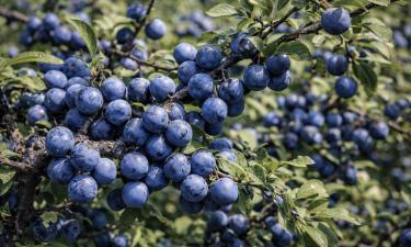 Заморозки снижают терпкость ягод терна — Mein Schöner Garten