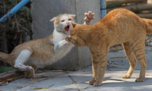 Коты и кошки: как различия в поведении влияют на выбор пола при заведении домашнего питомца