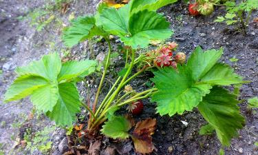 Как использовать йод и золу для защиты клубники от грибковых заболеваний