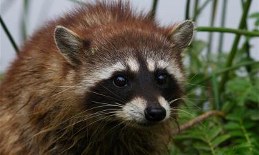 Удивительные факты о енотах. Чем эти животные необычны?
