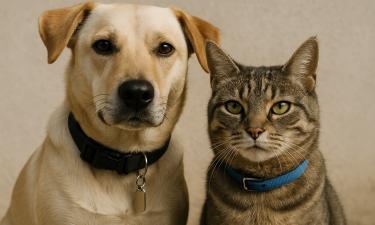 Чип за 150 рублей решит судьбу питомцев: Россия готовит революцию для кошек и собак