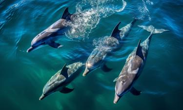 Дружеские связи замедляют биологическое старение дельфинов — биолог Гербер