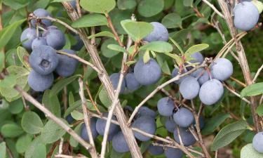 Голубику обрезают в период полного покоя зимой