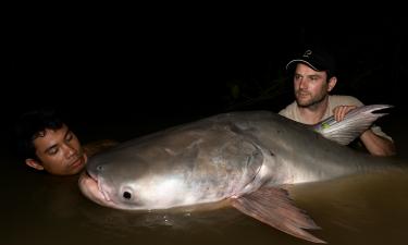 Последние титаны реки: рыбы размером с медведя превращаются в исчезающий вид — и виноват человек