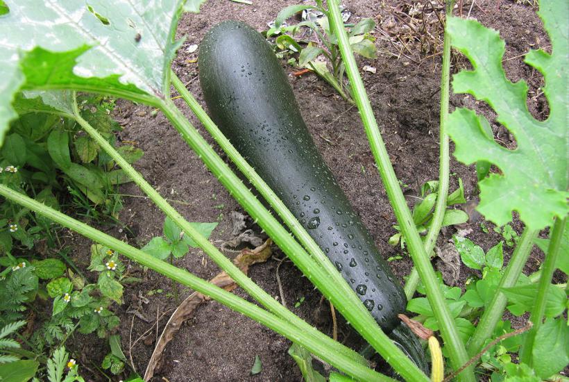Кабачки