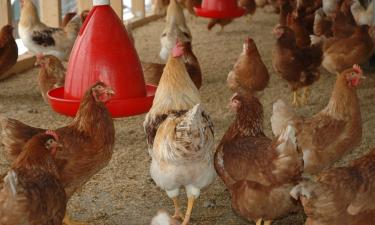 CIDRAP: мухи могут переносить вирус птичьего гриппа H5N1 между фермами