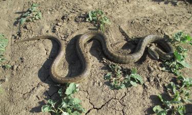 Змеи используют кучи опавших листьев как укрытие — данные французских биологов