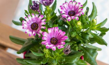 Удаление увядших соцветий продлило цветение хризантем — Mein Schöner Garten