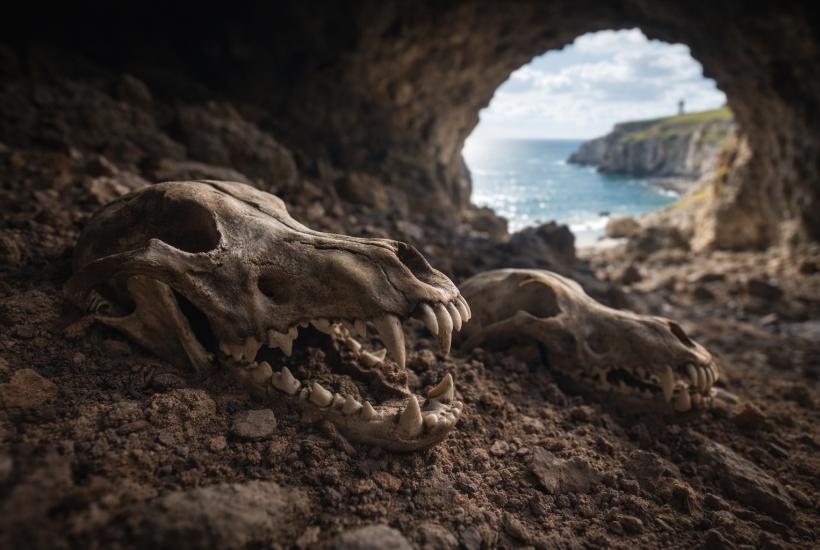 Черепа древних волков