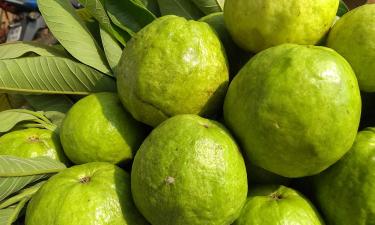 Маленький плод с большой силой: фрукт, который укрепляет защиту организма каждый день