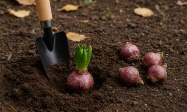 Выгонка гиацинтов к Новому году требует охлаждения луковиц 10–12 недель