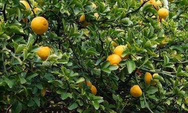Понцирус показал устойчивость к болезням цитрусовых