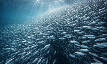 Атлантическая треска сформировала стаю в 2,5 млн особей — Sciencepost