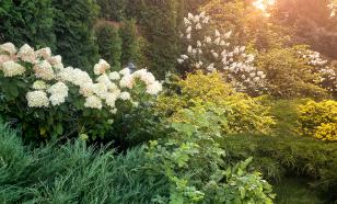 Современные альтернативы пугалам: советы по садоводству