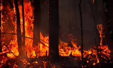 В Карелии введен режим ЧС из-за лесных пожаров: что известно на данный момент