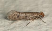 Гардероб под охраной природы: спасение от моли без вреда для ткани прячется в парке