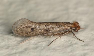 Гардероб под охраной природы: спасение от моли без вреда для ткани прячется в парке