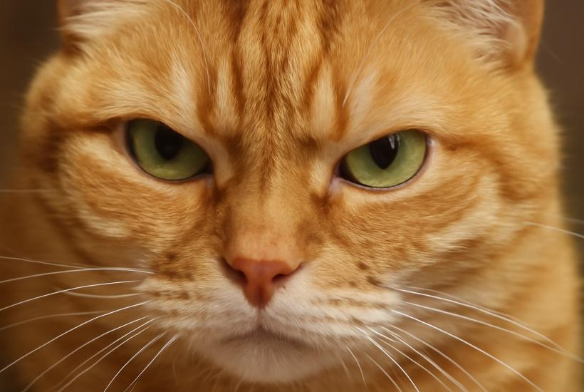 Подозрительный взгляд кошки