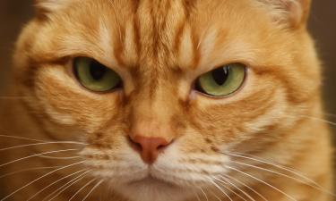 Кошки не совершают осознанных пакостей ради мести из-за обиды — зоопсихологи