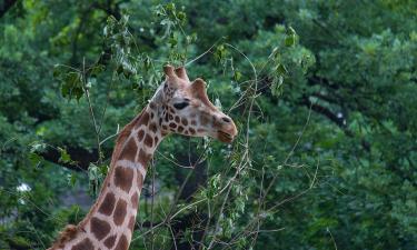 С такой шеей иначе не получится: как жирафы на самом деле спят в дикой природе