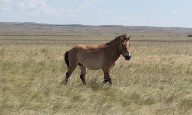 Домашняя пони усыновила жеребёнка лошади Пржевальского в зоопарке Миннесоты