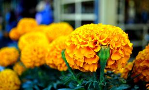 Бархатцы осенью: как превратить ваш участок в цветущий оазис