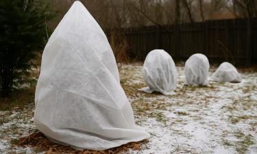 Любимцы сада под ударом: без укрытия весной их можно не дождаться — зимний приговор неизбежен