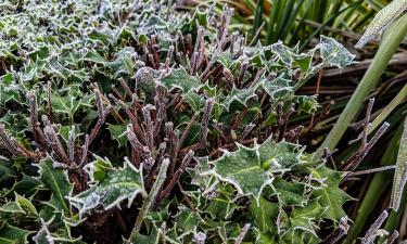 Мягкая зима способствует выживанию вредителей — Laidback Gardener