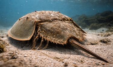 Амебоциты мечехвоста мгновенно реагируют на бактерии