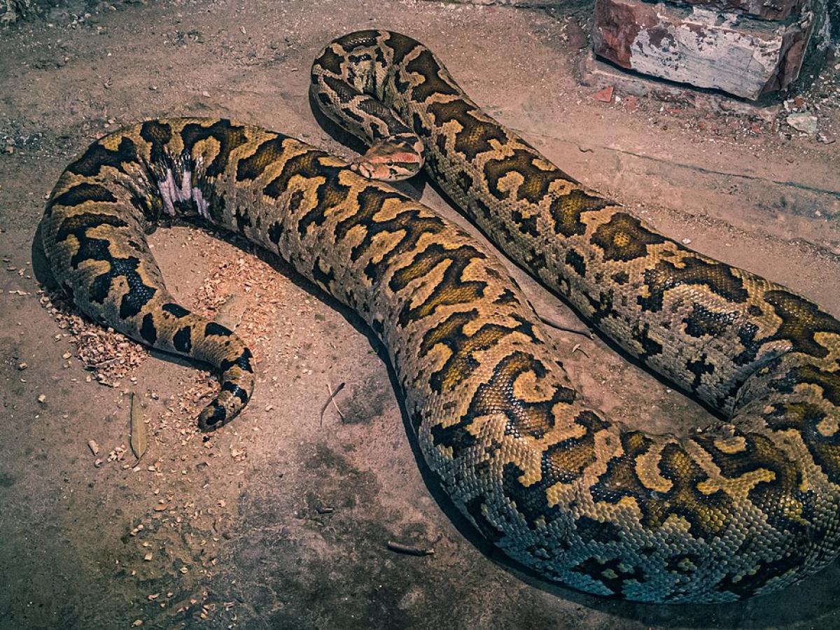 Бирманские питоны во Флориде уничтожают местную фауну CPG