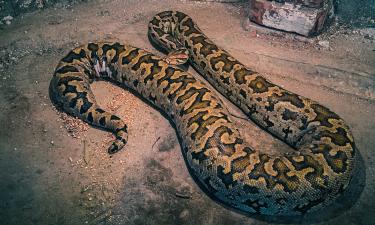 Бирманские питоны во Флориде уничтожают местную фауну — CPG