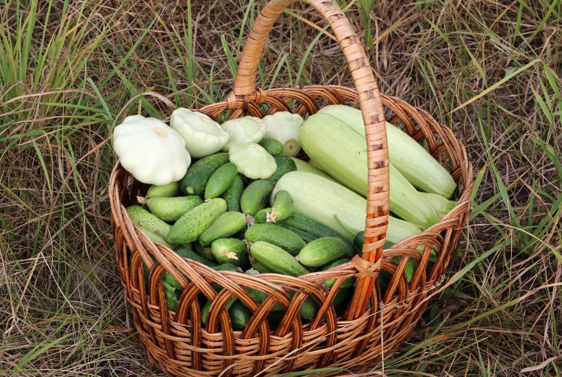 Кабачки, огурцы, патиссоны Кабачки, огурцы, патиссоны