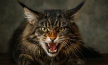 Вы смеетесь над глюками питомца, а зря: шипение в пустоту вскрывает главную опасность в доме