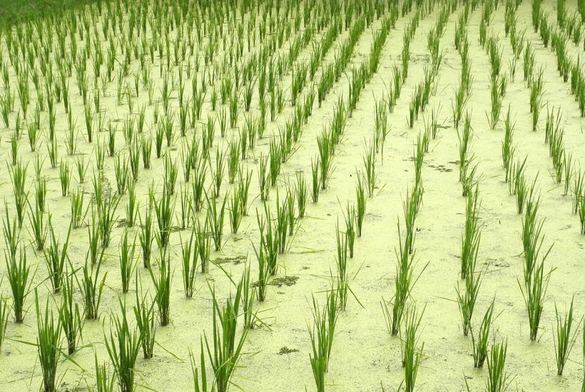 рисовое поле