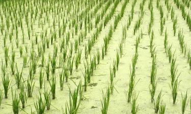 Археологи нашли под рисовыми террасами артефакты нескольких эпох — музей Хатиня