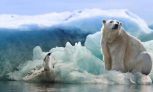 Ушли почти все белые медведи, окружавшие село на Чукотке
