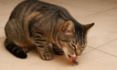 Мухи, моль и бабочки не вредят кошкам при поедании, говорят ветеринары