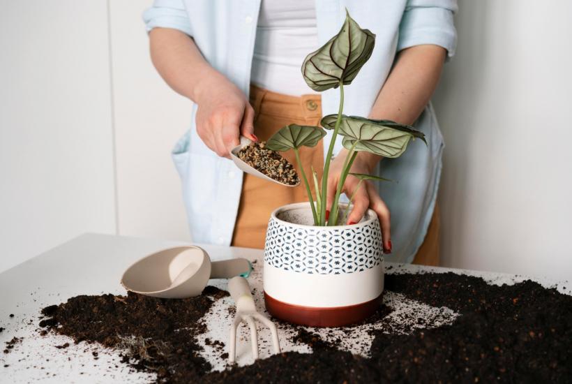 подкормка комнатных растений