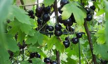 Смородина без болезней: 4 секретных шага, чтобы не потерять урожай