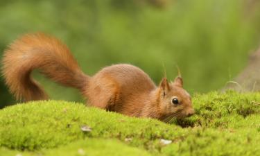 Найденных птенцов нужно возвращать в импровизированные гнёзда — Линн Куни