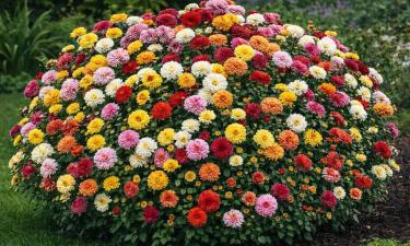 Цветочные облака вместо голых грядок: способ превратить дачу в яркий осенний оазис