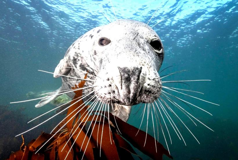 Тюлень под водой