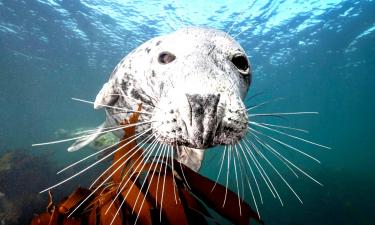 Учёные выявили сотни уникальных молочных сахаров у серых тюленей — Earth