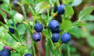 Черника спасет усталые глаза