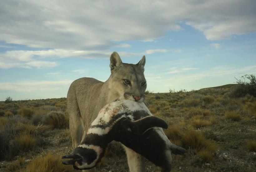 Пума и пингвин
