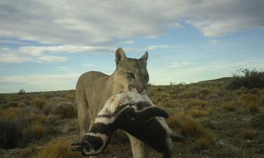 Пумы начали охотиться на магеллановых пингвинов в Южной Америке
