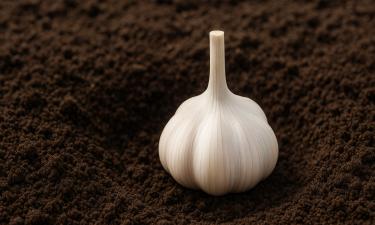 Гниль и сухость отменяются: как чеснок переживает зиму и весну без потери вкуса