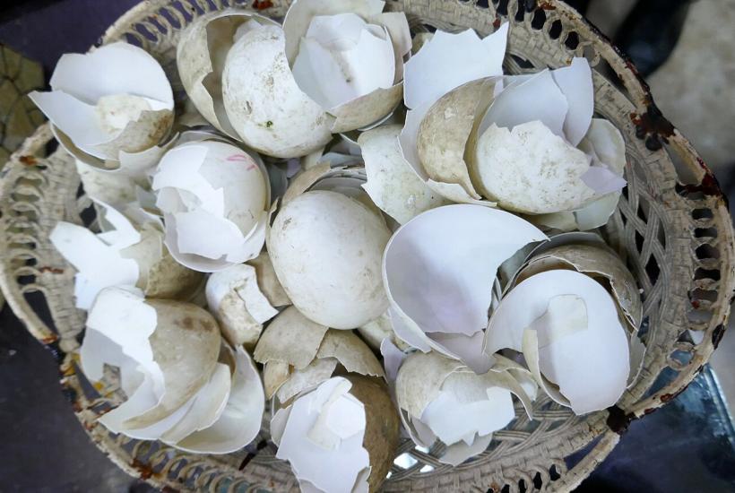 Яичная скорлупа