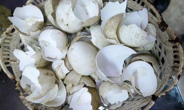 Яичная скорлупа с уксусом улучшает рост растений — Prima Inspirace