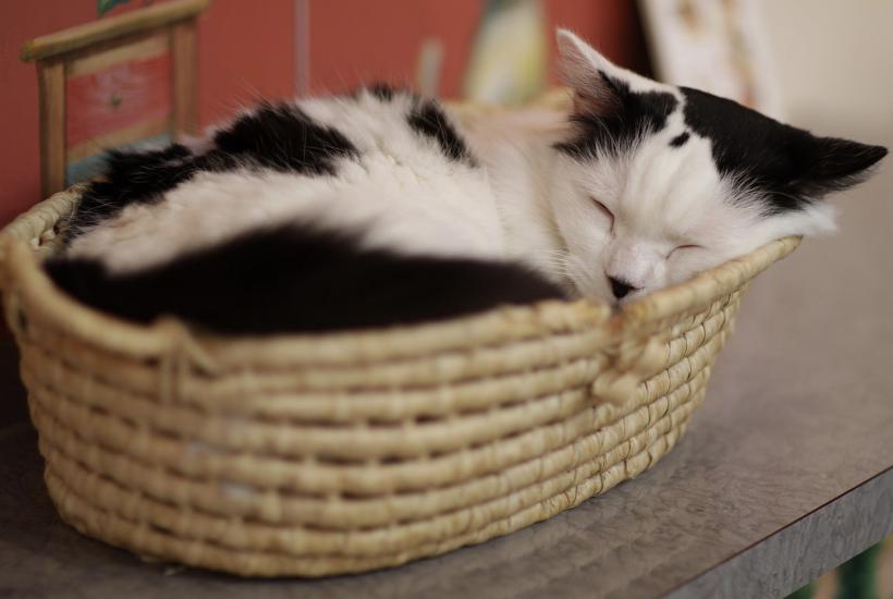 Спящая кошка Спящая кошка